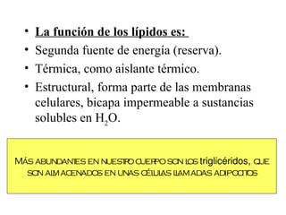 •   La función de los lípidos es:
  •   Segunda fuente de energía (reserva).
  •   Térmica, como aislante térmico.
  •   Estructural, forma parte de las membranas
      celulares, bicapa impermeable a sustancias
      solubles en H2O.


Más abundant en nuest o c po son l triglicéridos, que
            es        r uer        os
  son al
       mac enados en unas c ul lamadas adipoc os
                           él as l             it
 