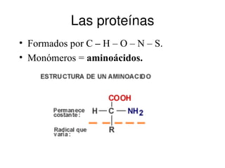 Las proteínas
• Formados por C – H – O – N – S.
• Monómeros = aminoácidos.
 