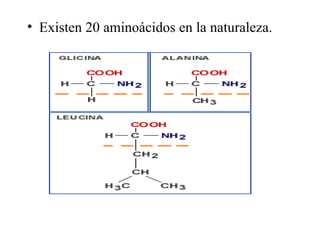 • Existen 20 aminoácidos en la naturaleza.
 