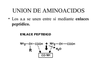 UNION DE AMINOACIDOS
• Los a.a se unen entre sí mediante enlaces
  peptídico.
 