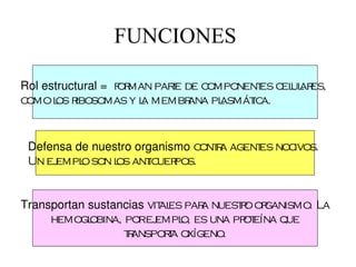 FUNCIONES

Rol estructural =  f man pare de c
                   or       t     omponent c ul es,
                                           es el ar
como l r
      os ibosomas y l membr
                       a       ana pl
                                    asmát a.
                                         ic


 Defensa de nuestro organismo c r agent noc
                               ont a   es  ivos.
 Un ej
     empl son l ant uer
          o     os    ic pos.


Transportan sustancias vit es par nuest o or
                          al     a     r ganismo. La
     hemogl obina, porej empl es una pr eína que
                             o,        ot
                   t anspora oxígeno.
                    r      t
 