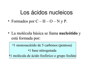 Los ácidos nucleicos
• Formados por C – H – O – N y P.

• La molécula básica se llama nucleótido y
  está formada por:
  •1 monosacárido de 5 carbonos (pentosa)
           •1 base nitrogenada
•1 molécula de ácido fosfórico o grupo fosfato
 