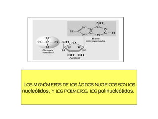 Los monómer de l ác
               os  os idos nuceic son l
                              l os     os
nucleótidos, y l pol
               os ímer l polinucleótidos. 
                      os, os
 