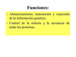 Funciones:
- Almacenamiento, transmisión y expresión
  de la información genética.
- Control de la síntesis y la secuencia de
  todas las proteínas.
 