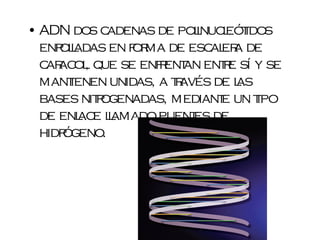 • ADN dos c  adenas de pol l idos
                           inuceót
  enr l
     oladas en f ma de esc er de
                 or           al a
  c ac , que se enfent ent e sí y se
   ar ol             r an       r
  mant ienen unidas, a t avés de l
                        r         as
  bases nit ogenadas, mediant un t
           r                   e     ipo
  de enl e lamado puent de
         ac l              es
  hidrógeno.
 