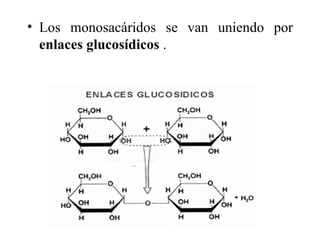 • Los monosacáridos se van uniendo por
  enlaces glucosídicos .
 