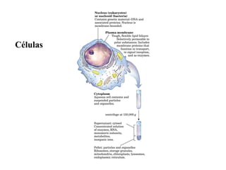 Células
 