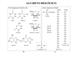 ALFABETO BIOLÓGICO
 