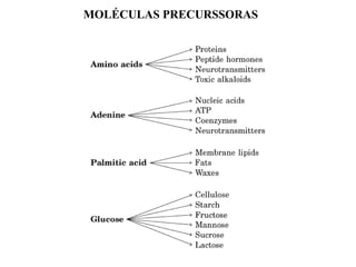 MOLÉCULAS PRECURSSORAS
 