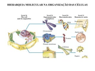 HIERARQUIA MOLECULAR NA ORGANIZAÇÃO DAS CÉLULAS
 