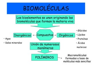 BIOMOLÉCULAS
Los bioelementos se unen originando las
biomoléculas que forman la materia viva
• Glúcidos

• Agua

Inorgánicos

• Sales minerales

Compuestos

Orgánicos

Unión de numerosos
monómeros
POLÍMEROS

• Lípidos
• Proteínas
• Ácidos
nucleicos

Macromoléculas
formadas a base de
moléculas más sencillas

 