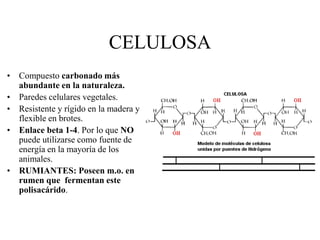 CELULOSA
• Compuesto carbonado más
abundante en la naturaleza.
• Paredes celulares vegetales.
• Resistente y rígido en la madera y
flexible en brotes.
• Enlace beta 1-4. Por lo que NO
puede utilizarse como fuente de
energía en la mayoría de los
animales.
• RUMIANTES: Poseen m.o. en
rumen que fermentan este
polisacárido.

 