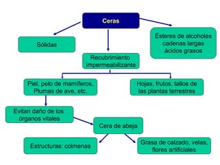 Ceras
Ésteres de alcoholes
cadenas largas
ácidos grasos

Sólidas

Recubrimiento
impermeabilizante
Piel, pelo de mamíferos,
Plumas de ave, etc.

Hojas, frutos, tallos de
las plantas terrestres

Evitan daño de los
órganos vitales
Cera de abeja
Estructuras: colmenas

Grasa de calzado, velas,
flores artificiales

 