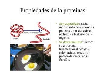 Propiedades de la proteínas:
• Son específicas: Cada
individuo tiene sus propias
proteínas. Por eso existe
rechazo en la donación de
órganos.
• Se desnaturalizan: Pierden
su estructura
tridimensional debido al
calor, ácidos, etc, y no
pueden desempeñar su
función.

 