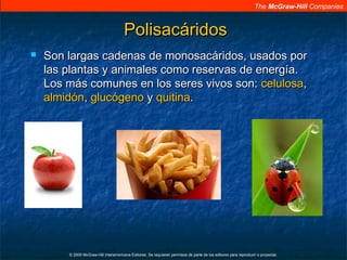 The McGraw-Hill Companies
© 2009 McGraw-Hill Interamericana Editores. Se requieren permisos de parte de los editores para reproducir o proyectar.
PolisacáridosPolisacáridos
 Son largas cadenas de monosacáridos, usados porSon largas cadenas de monosacáridos, usados por
las plantas y animales como reservas de energía.las plantas y animales como reservas de energía.
Los más comunes en los seres vivos son:Los más comunes en los seres vivos son: celulosacelulosa,,
almidónalmidón,, glucógenoglucógeno yy quitinaquitina..
 