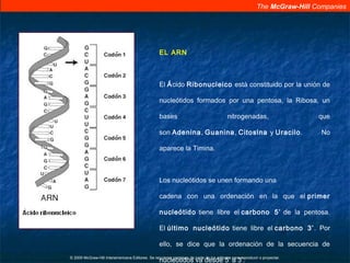 The McGraw-Hill Companies
© 2009 McGraw-Hill Interamericana Editores. Se requieren permisos de parte de los editores para reproducir o proyectar.
EL ARN
El Ácido Ribonucleico está constituido por la unión de
nucleótidos formados por una pentosa, la Ribosa, un
bases nitrogenadas, que
son Adenina, Guanina, Citosina y Uracilo. No
aparece la Timina.
Los nucleótidos se unen formando una
cadena con una ordenación en la que el primer
nucleótido tiene libre el carbono 5’ de la pentosa.
El último nucleótido tiene libre el carbono 3’. Por
ello, se dice que la ordenación de la secuencia de
nucleótidos va desde 5’ a 3’.
 