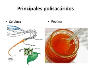 Principales polisacáridos 
• Celulosa • Pectina 
 