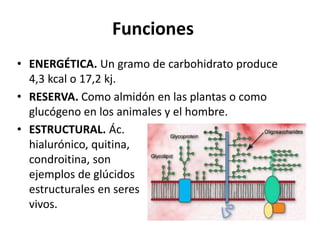 Funciones 
• ENERGÉTICA. Un gramo de carbohidrato produce 
4,3 kcal o 17,2 kj. 
• RESERVA. Como almidón en las plantas o como 
glucógeno en los animales y el hombre. 
• ESTRUCTURAL. Ác. 
hialurónico, quitina, 
condroitina, son 
ejemplos de glúcidos 
estructurales en seres 
vivos. 
 