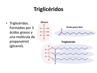 Triglicéridos 
• Triglicéridos. 
Formados por 3 
ácidos grasos y 
una molécula de 
propanotriol 
(glicerol). 
 