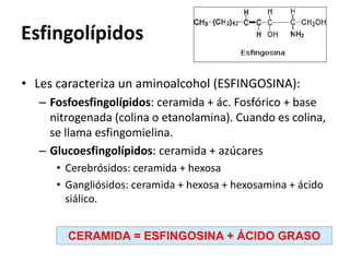 Esfingolípidos 
• Les caracteriza un aminoalcohol (ESFINGOSINA): 
– Fosfoesfingolípidos: ceramida + ác. Fosfórico + base 
nitrogenada (colina o etanolamina). Cuando es colina, 
se llama esfingomielina. 
– Glucoesfingolípidos: ceramida + azúcares 
• Cerebrósidos: ceramida + hexosa 
• Gangliósidos: ceramida + hexosa + hexosamina + ácido 
siálico. 
CERAMIDA = ESFINGOSINA + ÁCIDO GRASO 
 
