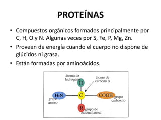 PROTEÍNAS 
• Compuestos orgánicos formados principalmente por 
C, H, O y N. Algunas veces por S, Fe, P, Mg, Zn. 
• Proveen de energía cuando el cuerpo no dispone de 
glúcidos ni grasa. 
• Están formadas por aminoácidos. 
 