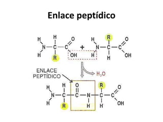 Enlace peptídico 
 