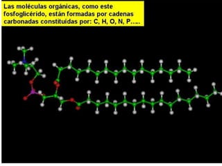 Biomoleculas