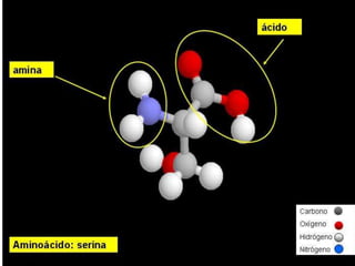 Biomoleculas
