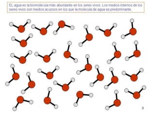 Biomoleculas