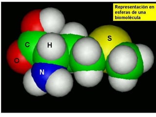 Biomoleculas