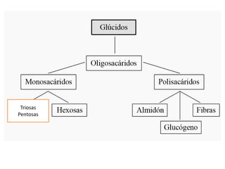 Triosas
Pentosas
 