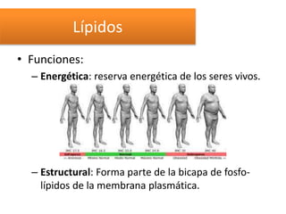 Lípidos
• Funciones:
– Energética: reserva energética de los seres vivos.
– Estructural: Forma parte de la bicapa de fosfo-
lípidos de la membrana plasmática.
 