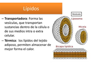 – Transportadora: Forma las
vesículas, que transportan
sustancias dentro de la célula o
de sus medios intra o extra
celular.
– Térmica: los lípidos del tejido
adiposo, permiten almacenar de
mejor forma el calor.
Lípidos
Vesícula
 