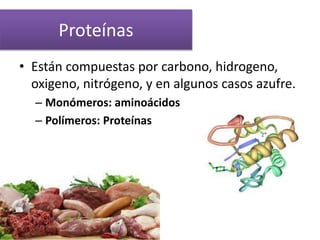 Proteínas
• Están compuestas por carbono, hidrogeno,
oxigeno, nitrógeno, y en algunos casos azufre.
– Monómeros: aminoácidos
– Polímeros: Proteínas
 