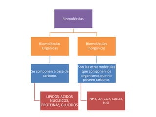 Biomoléculas
Biomoléculas
Orgánicas
Se componen a base de
carbono.
LIPIDOS, ACIDOS
NUCLEICOS,
PROTEINAS, GLUCIDOS
Biomoléculas
Inorgánicas
Son las otras moléculas
que componen los
organismos que no
poseen carbono.
NH3, O2, CO2, CaCO3,
H2O
 