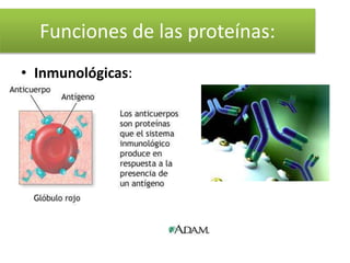 Funciones de las proteínas:
• Inmunológicas:
 