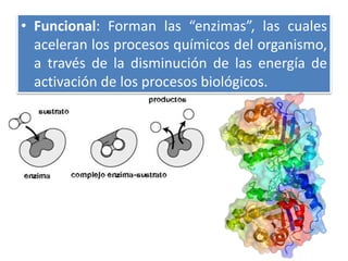 • Funcional: Forman las “enzimas”, las cuales
aceleran los procesos químicos del organismo,
a través de la disminución de las energía de
activación de los procesos biológicos.
 