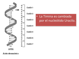 • La Timina es cambiada
por el nucleótido Uracilo.
 