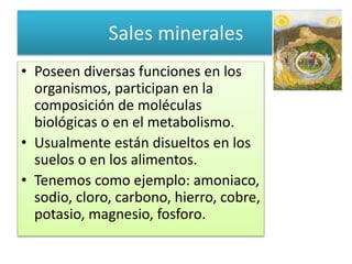 Sales minerales
• Poseen diversas funciones en los
organismos, participan en la
composición de moléculas
biológicas o en el metabolismo.
• Usualmente están disueltos en los
suelos o en los alimentos.
• Tenemos como ejemplo: amoniaco,
sodio, cloro, carbono, hierro, cobre,
potasio, magnesio, fosforo.
 