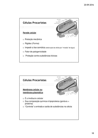 20-09-2016
18
Células Procariotas
Parede celular
Proteção mecânica
Rigidez (Forma)
Impedir a lise osmótica (destruição da célula por “invasão” de água)
Fator de patogenicidade
Proteção contra substâncias tóxicas
Células Procariotas
Membrana celular ou
membrana plasmática
É o invólucro celular
Sua composição química é lipoproteica (gordura +
proteína)
“Controla” a entrada e saída de substâncias na célula
 