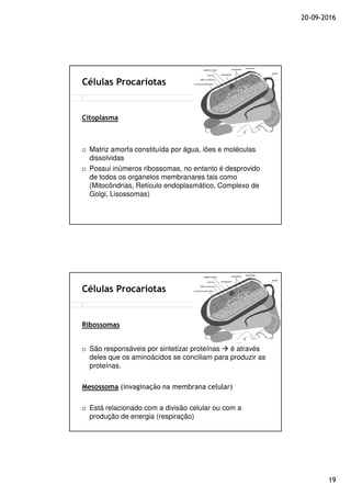 20-09-2016
19
Células Procariotas
Citoplasma
Matriz amorfa constituída por água, iões e moléculas
dissolvidas
Possui inúmeros ribossomas, no entanto é desprovido
de todos os organelos membranares tais como
(Mitocôndrias, Retículo endoplasmático, Complexo de
Golgi, Lisossomas)
Células Procariotas
Ribossomas
São responsáveis por sintetizar proteínas é através
deles que os aminoácidos se conciliam para produzir as
proteínas.
Mesossoma (invaginação na membrana celular)
Está relacionado com a divisão celular ou com a
produção de energia (respiração)
 