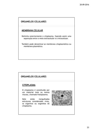 20-09-2016
23
MEMBRANA CELULAR
Delimita exteriormente o citoplasma, fazendo assim uma
separação entre o meio extracelular e o intracelular.
Também pode denominar-se membrana citoplasmática ou
membrana plasmática.
ORGANELOS CELULARES
CITOPLASMA
ORGANELOS CELULARES
O citoplasma é constituído por
um material mais ou menos
viscoso, chamado hialoplasma.
Nele estão mergulhadas
estruturas consideradas vivas,
os organitos ou organelos do
citoplasma.
 