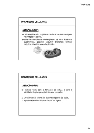 20-09-2016
24
As mitocôndrias são organelos celulares responsáveis pela
respiração da célula.
Encontram-se dispersas no hialoplasma de todas as células
eucarióticas, podendo assumir diferentes formas:
esférica, discóide ou em bastonete.
MITOCÔNDRIAS
ORGANELOS CELULARES
O número varia com o tamanho da célula e com a
atividade fisiológica, existindo, por exemplo:
uma única nas células de algumas espécies de algas,
aproximadamente mil nas células do fígado.
MITOCÔNDRIAS
ORGANELOS CELULARES
 