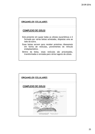 20-09-2016
25
Está presente em quase todas as células eucarióticas e é
formado por várias bolsas achatadas, dispostas uma ao
lado da outra.
Essas bolsas servem para receber proteínas ribossomais
em forma de vesículas, provenientes do retículo
endoplasmático.
Dentro da bolsa, essas vesículas são processadas,
transformadas e enviadas para vários lugares da célula.
COMPLEXO DE GOLGI
ORGANELOS CELULARES
COMPLEXO DE GOLGI
ORGANELOS CELULARES
 