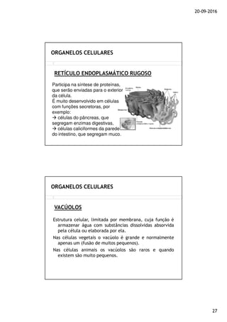 20-09-2016
27
RETÍCULO ENDOPLASMÁTICO RUGOSO
ORGANELOS CELULARES
Participa na síntese de proteínas,
que serão enviadas para o exterior
da célula.
É muito desenvolvido em células
com funções secretoras, por
exemplo:
células do pâncreas, que
segregam enzimas digestivas,
células caliciformes da parede
do intestino, que segregam muco.
Estrutura celular, limitada por membrana, cuja função é
armazenar água com substâncias dissolvidas absorvida
pela célula ou elaborada por ela.
Nas células vegetais o vacúolo é grande e normalmente
apenas um (fusão de muitos pequenos).
Nas células animais os vacúolos são raros e quando
existem são muito pequenos.
VACÚOLOS
ORGANELOS CELULARES
 