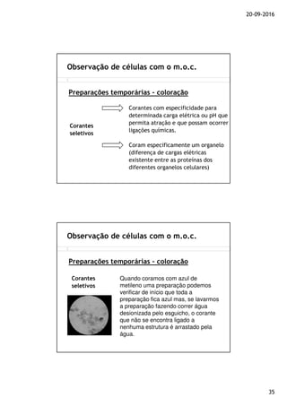 20-09-2016
35
Observação de células com o m.o.c.
Preparações temporárias - coloração
Corantes
seletivos
Corantes com especificidade para
determinada carga elétrica ou pH que
permita atração e que possam ocorrer
ligações químicas.
Coram especificamente um organelo
(diferença de cargas elétricas
existente entre as proteínas dos
diferentes organelos celulares)
Observação de células com o m.o.c.
Preparações temporárias - coloração
Corantes
seletivos
Quando coramos com azul de
metileno uma preparação podemos
verificar de início que toda a
preparação fica azul mas, se lavarmos
a preparação fazendo correr água
desionizada pelo esguicho, o corante
que não se encontra ligado a
nenhuma estrutura é arrastado pela
água.
 