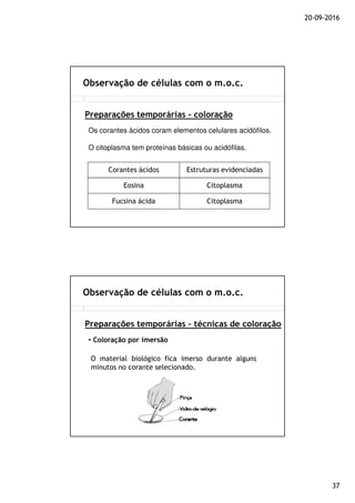 20-09-2016
37
Observação de células com o m.o.c.
Preparações temporárias - coloração
Os corantes ácidos coram elementos celulares acidófilos.
O citoplasma tem proteínas básicas ou acidófilas.
Corantes ácidos Estruturas evidenciadas
Eosina Citoplasma
Fucsina ácida Citoplasma
Observação de células com o m.o.c.
Preparações temporárias – técnicas de coloração
• Coloração por imersão
O material biológico fica imerso durante alguns
minutos no corante selecionado.
 