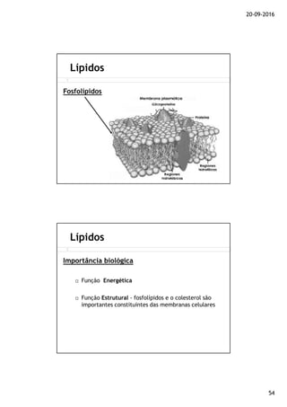 20-09-2016
54
Lípidos
Fosfolípidos
Função Energética
Função Estrutural - fosfolípidos e o colesterol são
importantes constituintes das membranas celulares
Lípidos
Importância biológica
 