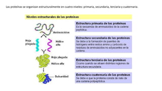 Las proteínas se organizan estructuralmente en cuatro niveles: primaria, secundaria, terciaria y cuaternaria.
 