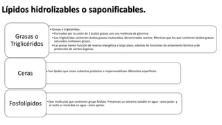 •Grasas o triglicéridos:
•Formados por la unión de 3 ácidos grasos con una molécula de glicerina.
•Los triglicéridos contienen ácidos grasos insaturados, denominados aceites. Mientras que los que contienen ácidos grasos
saturados contienen grasas.
•Las grasas tienen función de reserva energética a largo plazo, además de funciones de aislamiento térmico y de
protección de ciertos órganos.
Grasas o
Triglicéridos
•Son lípidos que crean cubiertas protector e impermeabilizan diferentes superficies.
Ceras
•Son moléculas que contienen grupo fosfato. Presentan un extremo soluble en agua –zona polar- y
el resto es insoluble en agua –zona apolar-Fosfolípidos
Lípidos hidrolizables o saponificables.
 
